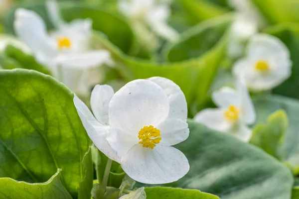 Flores Brancas Close Dia Primavera Ensolarado — Fotografia de Stock