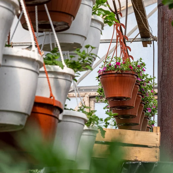 Baris Pot Bunga Rumah Kaca — Stok Foto