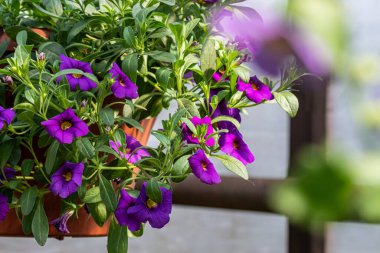 Mor çiçek Kalibrakhoa yeşil yapraklı bir tencerede