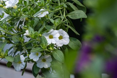 Yeşil yapraklı bir tencerede beyaz ve mor çiçek kalibreli.