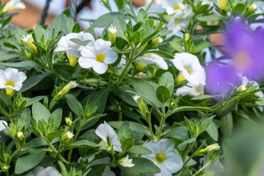 Yeşil yapraklı bir tencerede beyaz ve mor çiçek kalibreli.