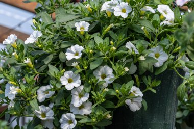 Yeşil yapraklı bir tencerede beyaz çiçekler.