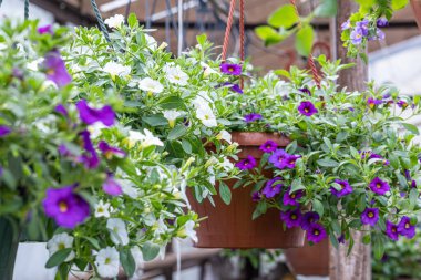 Yeşil yapraklı bir tencerede beyaz ve mor çiçek kalibreli.