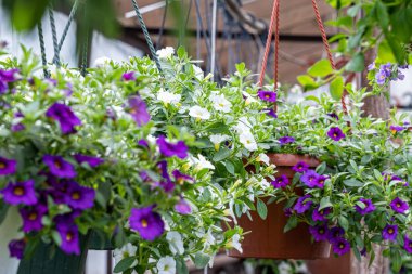 Yeşil yapraklı bir tencerede beyaz ve mor çiçek kalibreli.