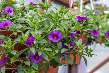 yeşil yapraklı bir tencerede mor çiçekler.