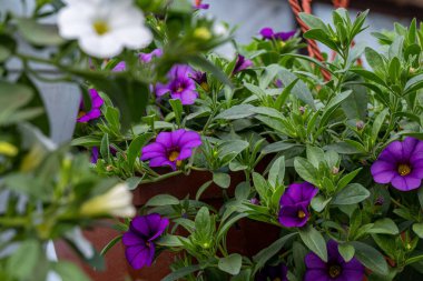 Yeşil yapraklı bir tencerede beyaz ve mor çiçek kalibreli.