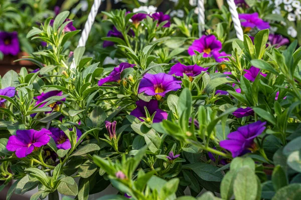 Yeşil yapraklı bir tencerede mor çiçekler