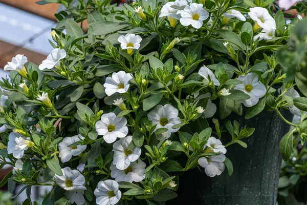 Yeşil yapraklı bir tencerede beyaz çiçekler.