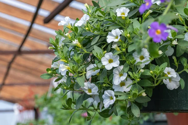 Yeşil yapraklı bir tencerede beyaz ve mor çiçek kalibreli.