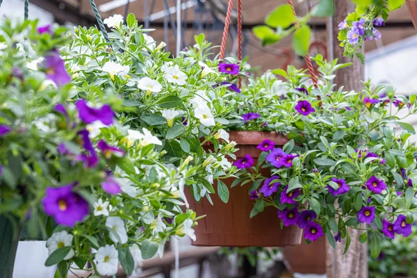 Yeşil yapraklı bir tencerede beyaz ve mor çiçek kalibreli.