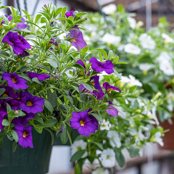 Yeşil yapraklı bir tencerede beyaz ve mor çiçek kalibreli.