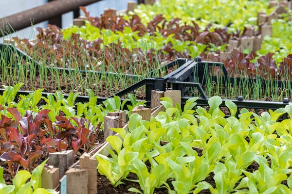 Bibit Hijau Menyala Salad Sebuah Rumah Kaca — Stok Foto