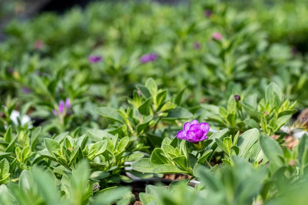 Flores Roxas Calibrachoa Pote Com Folhas Verdes — Fotografia de Stock
