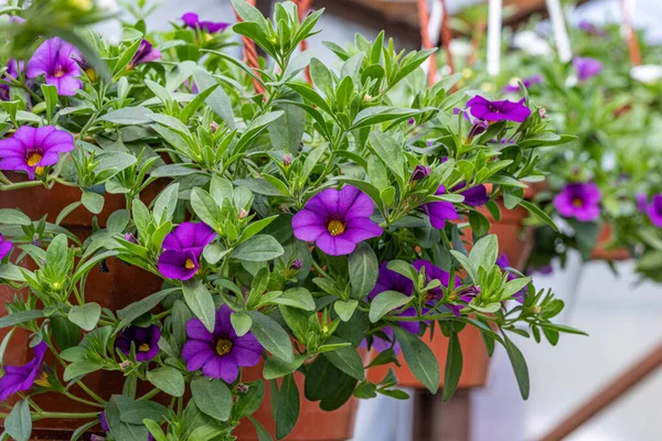 purple flowers calibrachoa in a pot with green leaves