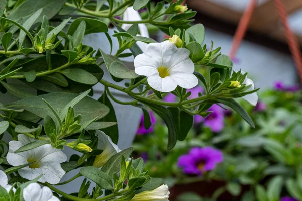 Yeşil yapraklı bir tencerede beyaz ve mor çiçek kalibreli.