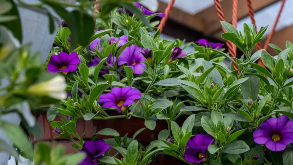 Yeşil yapraklı bir tencerede beyaz ve mor çiçek kalibreli.