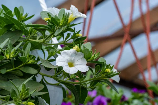 Yeşil yapraklı bir tencerede beyaz ve mor çiçek kalibreli.