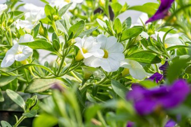 Yeşil yapraklı yeşil bir tencerede beyaz çiçekler.