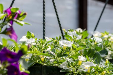 Yeşil yapraklı bir tencerede beyaz ve mor çiçek kalibreli. 