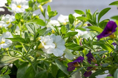 Yeşil yapraklı bir tencerede beyaz ve mor çiçek kalibreli. 