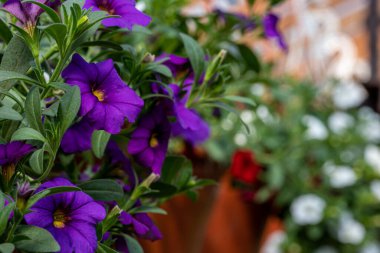 Yeşil yapraklı bir tencerede beyaz ve mor çiçek kalibreli. 