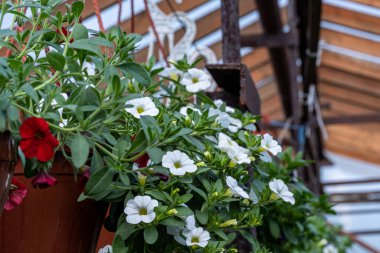 Beyaz ve kırmızı çiçekler yeşil yapraklı bir tencerede kalibre. 