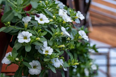 Yeşil yapraklı yeşil bir tencerede beyaz çiçekler.