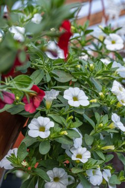 Beyaz ve kırmızı çiçekler yeşil yapraklı bir tencerede kalibre. 