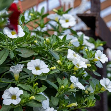 Beyaz ve kırmızı çiçekler yeşil yapraklı bir tencerede kalibre. 
