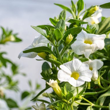 Yeşil yapraklı yeşil bir tencerede beyaz çiçekler.