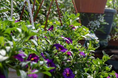 Yeşil yapraklı yeşil kaplarda beyaz ve mor çiçekler.