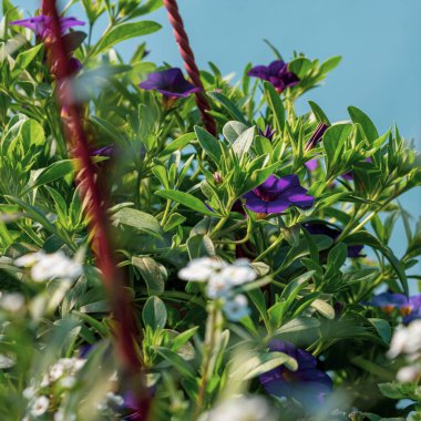 Yeşil yapraklı bir tencerede beyaz mor çiçekler.