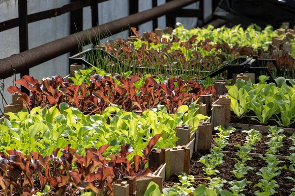 Ganas Hijau Dan Bibit Merah Salad Rumah Kaca — Stok Foto