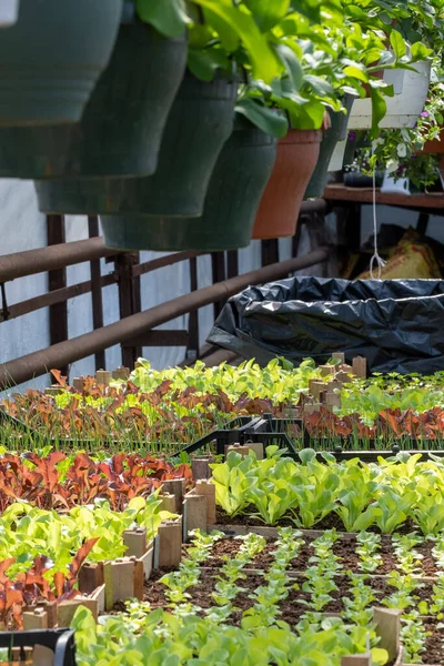 Ganas Hijau Dan Bibit Merah Salad Rumah Kaca — Stok Foto