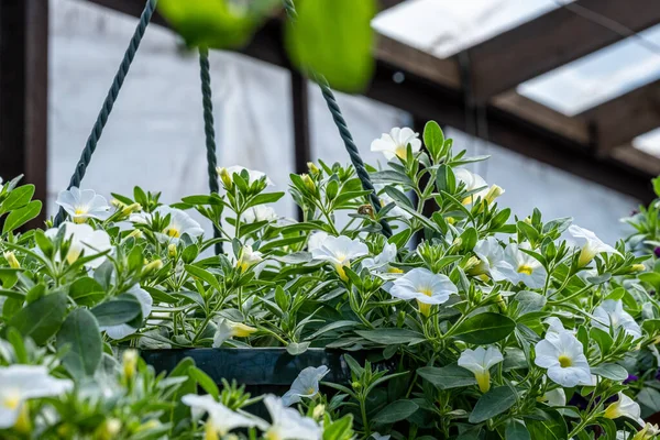 Flores Brancas Calibrachoa Pote Com Folhas Verdes Greenhou — Fotografia de Stock