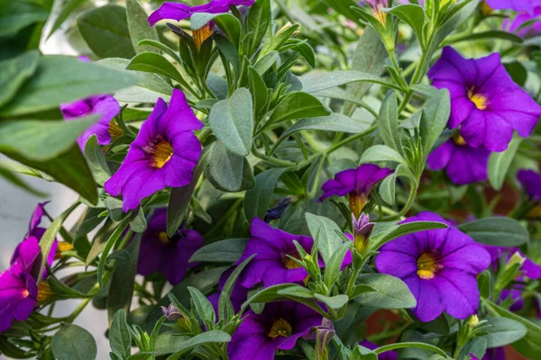 Flores Roxas Calibrachoa Pote Com Folhas Verdes Greenho — Fotografia de Stock