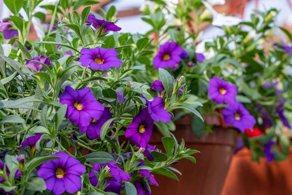 purple flowers calibrachoa in a pot with green leaves in greenho