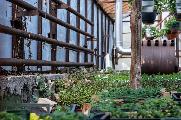 Bibit Hijau Salad Rumah Kaca — Stok Foto