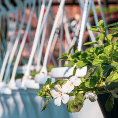 Serada asılı beyaz çiçekler ve beyaz tencereler