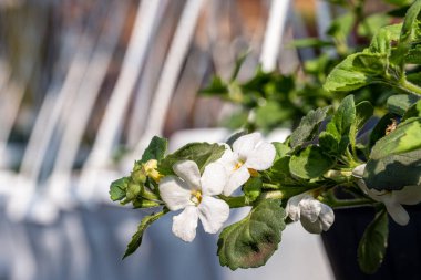 Beyaz bir saksıda filizlenen beyaz bir çiçek güneşli bir günde bir serada asılı duruyor.