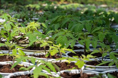 Baharda güneşli bir günde, bir serada, beyaz kaplarda küçük domates bitkileri.