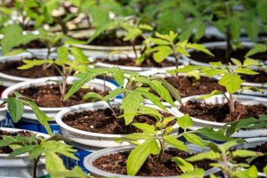 Baharda güneşli bir günde, bir serada, beyaz kaplarda küçük domates bitkileri.