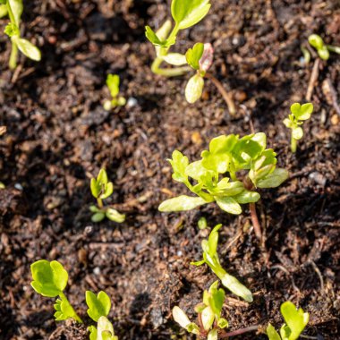 İlkbaharda bir serada küçük bir tohum.