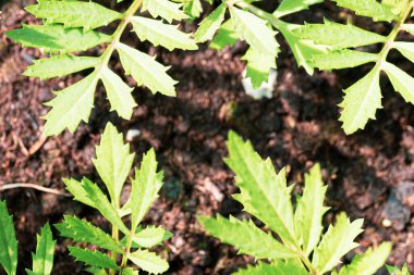 İlkbaharda bir serada küçük bir tohum tohumu.