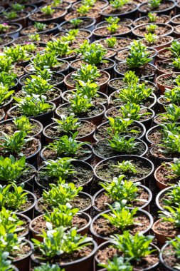 İlkbaharda bir seradaki fidanlıkta küçük yeşil fidanlar