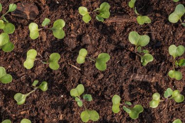 İlkbaharda bir seradaki fidanlıkta küçük yeşil fidanlar