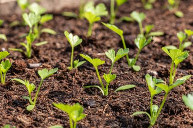 İlkbaharda bir seradaki fidanlıkta maydanoz fideleri