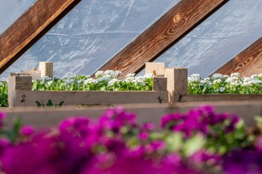 İlkbaharda bir serada filizlenen küçük bir lobularia.