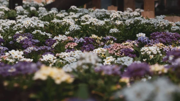 Monte Pequenas Flores Coloridas Alice Crescer Uma Estufa Berçário Fundo — Fotografia de Stock