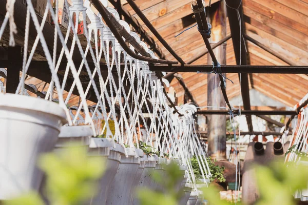 Potes Flor Brancos Com Pequenas Mudas Suspendem Sucessivamente Uma Estufa — Fotografia de Stock